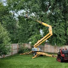 How Our Tree Care Process Works  in Seven Corners, VA